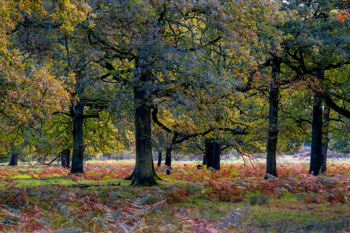 Unterwegs im Geisterbusch (Wahner Heide)