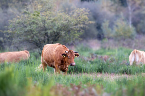 Glanrind als tierischer Landschaftspfleger in der Wahner Heide