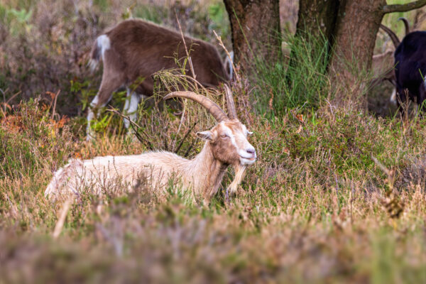 Th&uuml;ringer Waldziege als tierischer Landschaftspfleger in der Wahner Heide