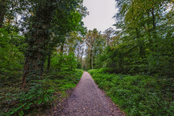 Unterwegs am und im Bornheimer Eichenkamp