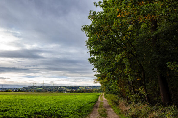 Unterwegs am und im Bornheimer Eichenkamp
