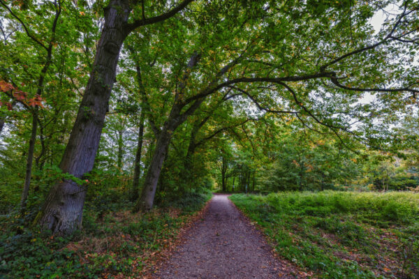 Unterwegs am und im Bornheimer Eichenkamp