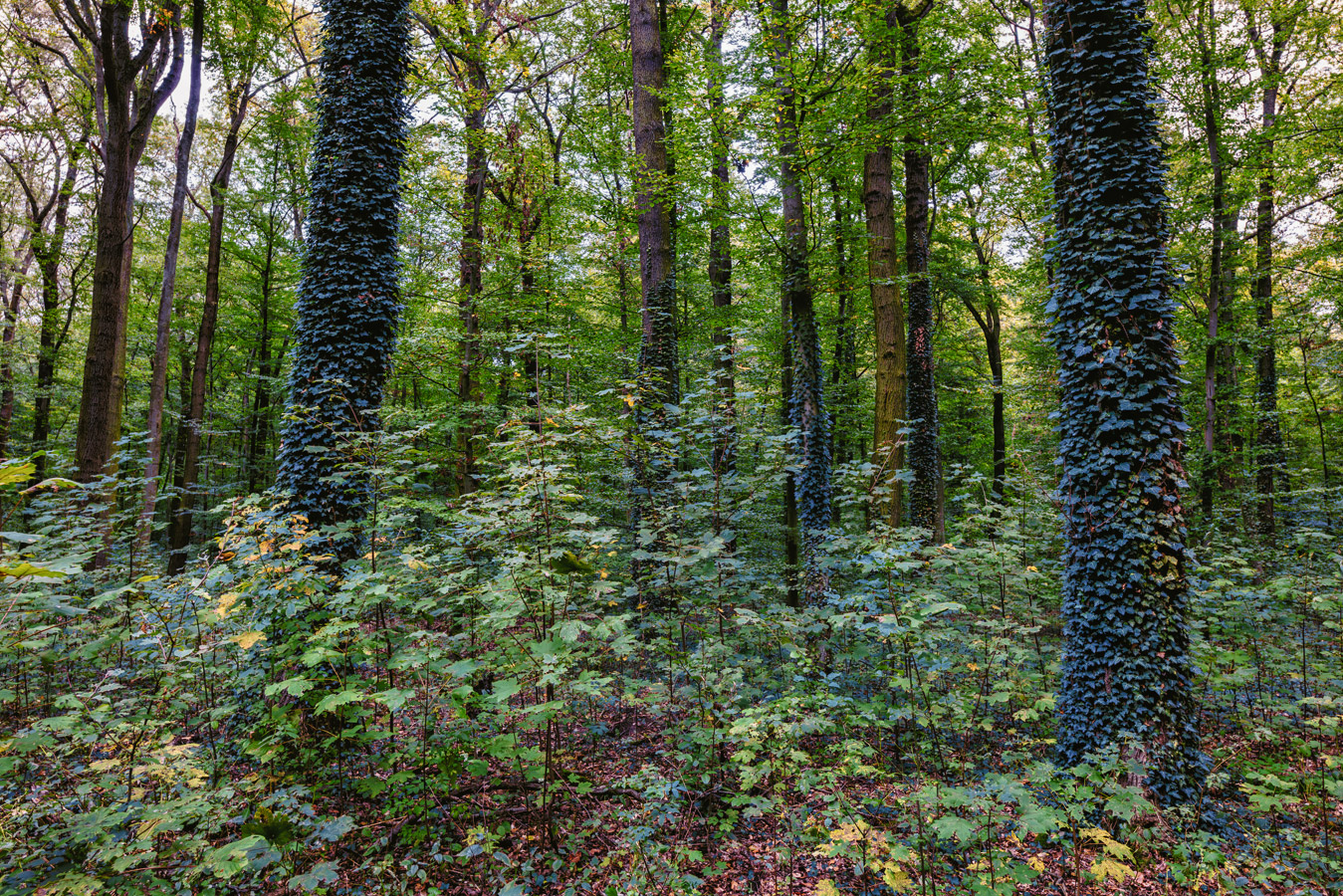 Unterwegs im Bornheimer Eichenkamp