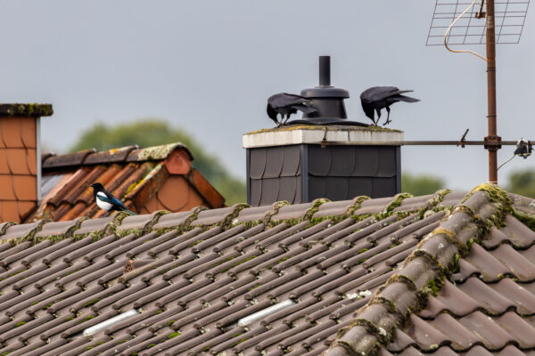 2 Rabenkr&auml;hen haben sich irgendwo N&uuml;sse geholt. Die Elster schaut in die R&ouml;hre.