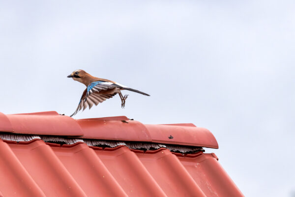 Und wech - Eichelh&auml;her