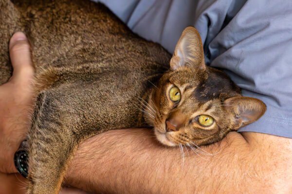 Unser Poldi bei seiner Lieblingsbesch&auml;ftigung - Kuscheln mit seinen Menschen