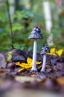 Specht-Tintlinge im Villewald