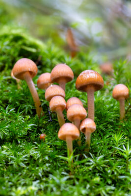 Unbestimmte Pilze auf einem Baumstamm mit Sternmoos im Villewald