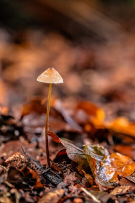 Unbestimmter Pilz im Villewald