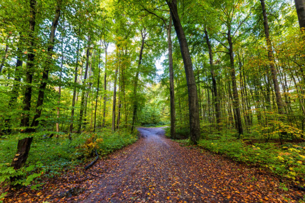 Unterwegs im Villewald