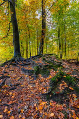 Unterwegs im Villewald