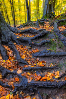 Nat&uuml;rliche Treppenstufen - unterwegs im Villewald
