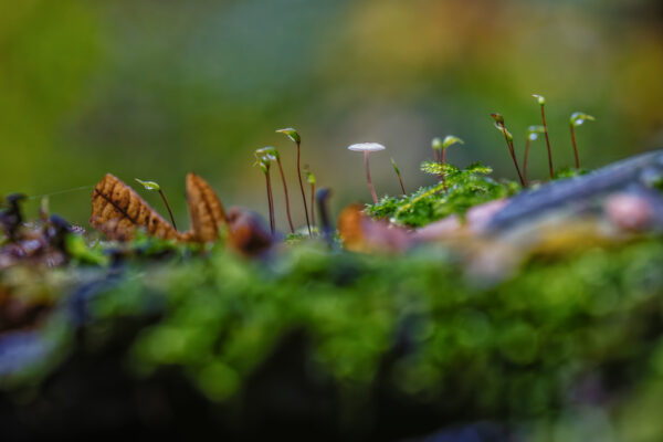 Unbestimmter Pilz im Moosbett