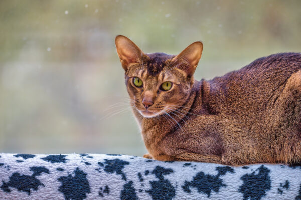 Unser Poldi (Kn&ouml;del)