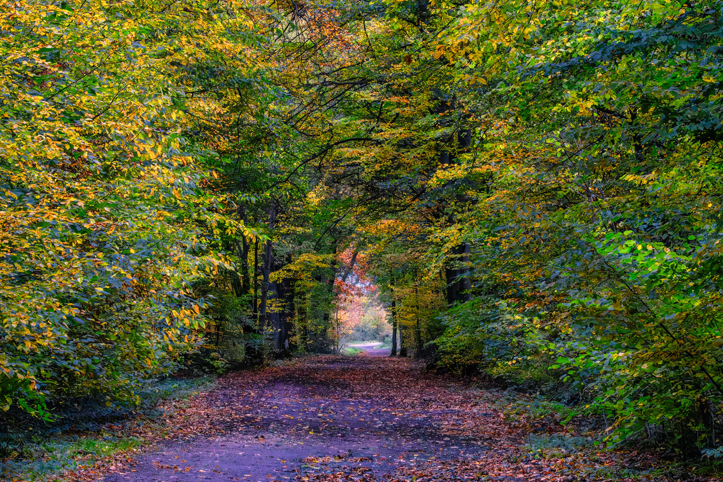 Das Tor - Herbstspaziergang durch den Kottenforst bei Brenig