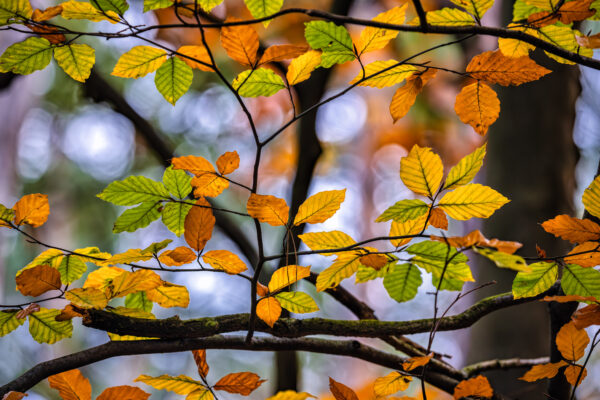 Herbstlaub
