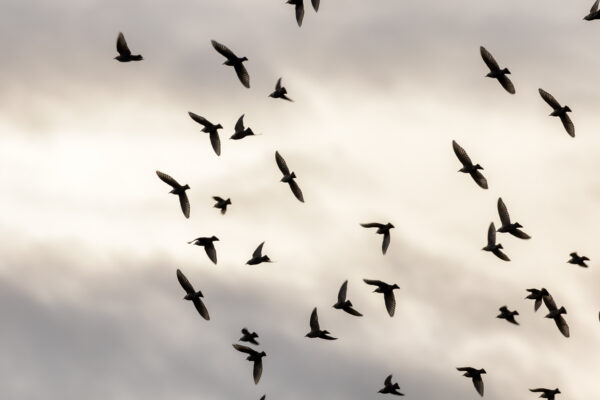 Ein kleiner Schwarm Stare