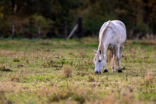 Schimmeliges Pferd *grins*