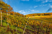 Herbstliche Weinberge oberhalb von Bad Neuenahr-Ahrweiler