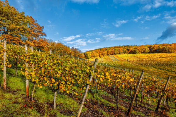 Herbstliche Weinberge oberhalb von Bad Neuenahr-Ahrweiler