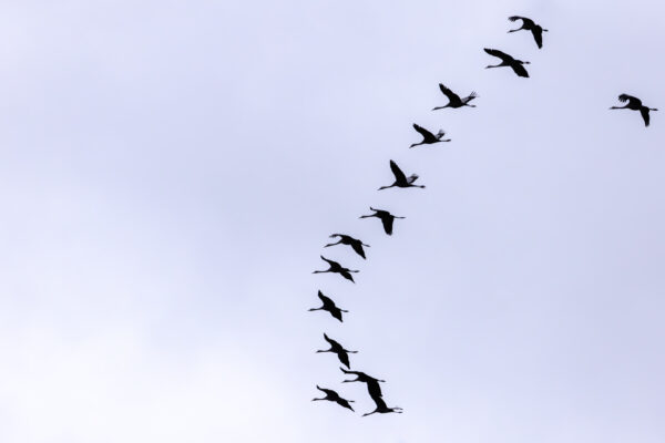 Massenzugtag bei den Kranichen am 16.11.2023 - ab zur&uuml;ck ins warme spanische oder franz&ouml;sische Winterquartier