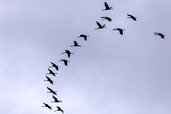 Massenzugtag bei den Kranichen am 16.11.2023 - ab zur&uuml;ck ins warme spanische oder franz&ouml;sische Winterquartier