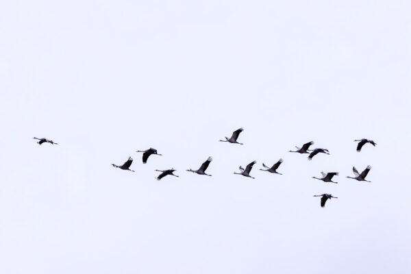 Massenzugtag bei den Kranichen am 16.11.2023 - ab zur&uuml;ck ins warme spanische oder franz&ouml;sische Winterquartier