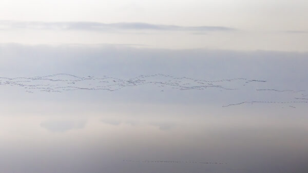 Massenzugtag bei den Kranichen am 16.11.2023 - ab zur&uuml;ck ins warme spanische oder franz&ouml;sische Winterquartier