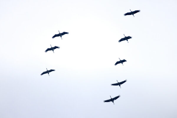 Kraniche &uuml;ber dem Vorgebirge w&auml;hrend des Zugs ins Winterquartier