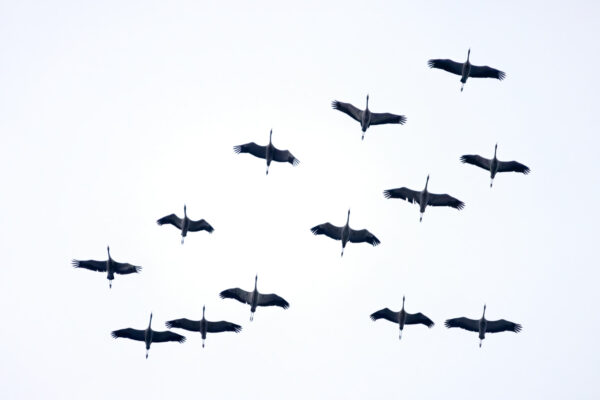 Kraniche &uuml;ber dem Vorgebirge w&auml;hrend des Zugs ins Winterquartier