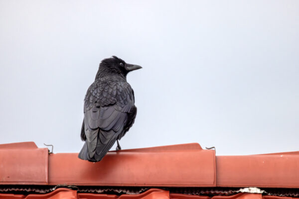 Rabenkr&auml;he auf dem Nachbardach