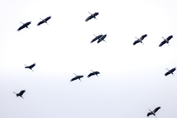 Kraniche &uuml;ber dem Vorgebirge w&auml;hrend des Zugs ins Winterquartier