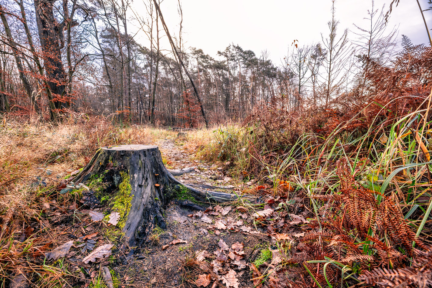 Unterwegs im Villewald