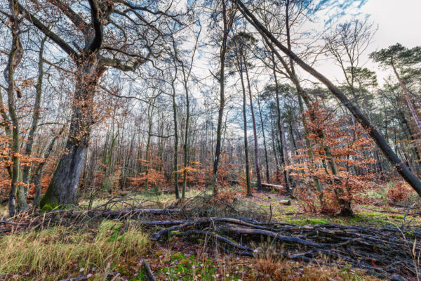 Unterwegs im Villewald