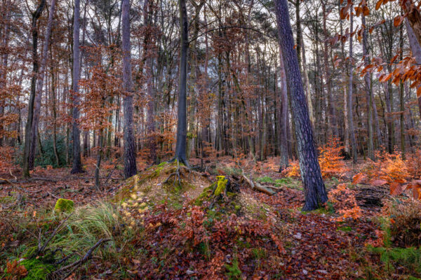 Unterwegs im Villewald