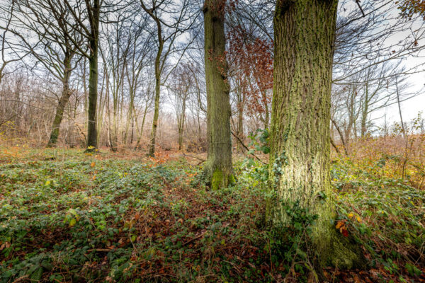 Unterwegs im Villewald