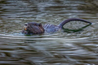 Nutria