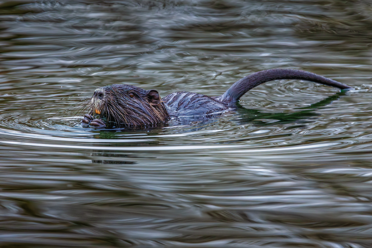 Nutria