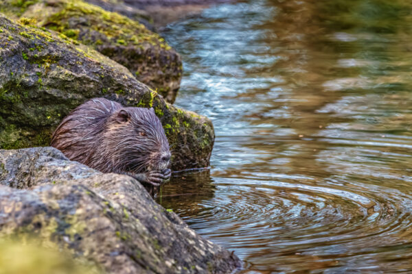 Nutria