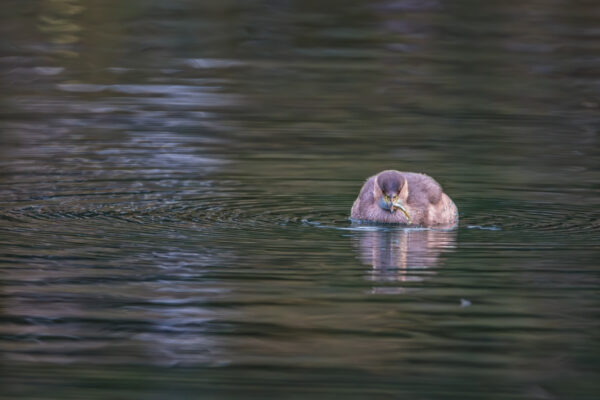Zwergtaucher mit erbeutetem Fisch