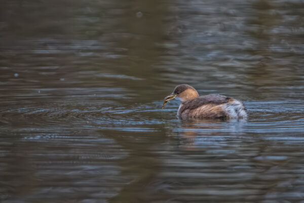 Zwergtaucher mit erbeutetem Fisch