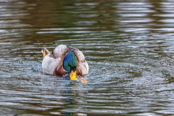 Wie gut, dass ich keine Ente bin (Stockentenpaarung)