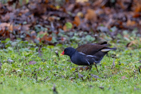 Teichhuhn (Teichralle)