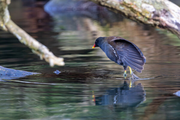 Teichhuhn (Teichralle)