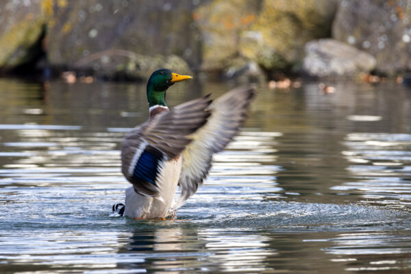 Stockente - m&auml;nnlich