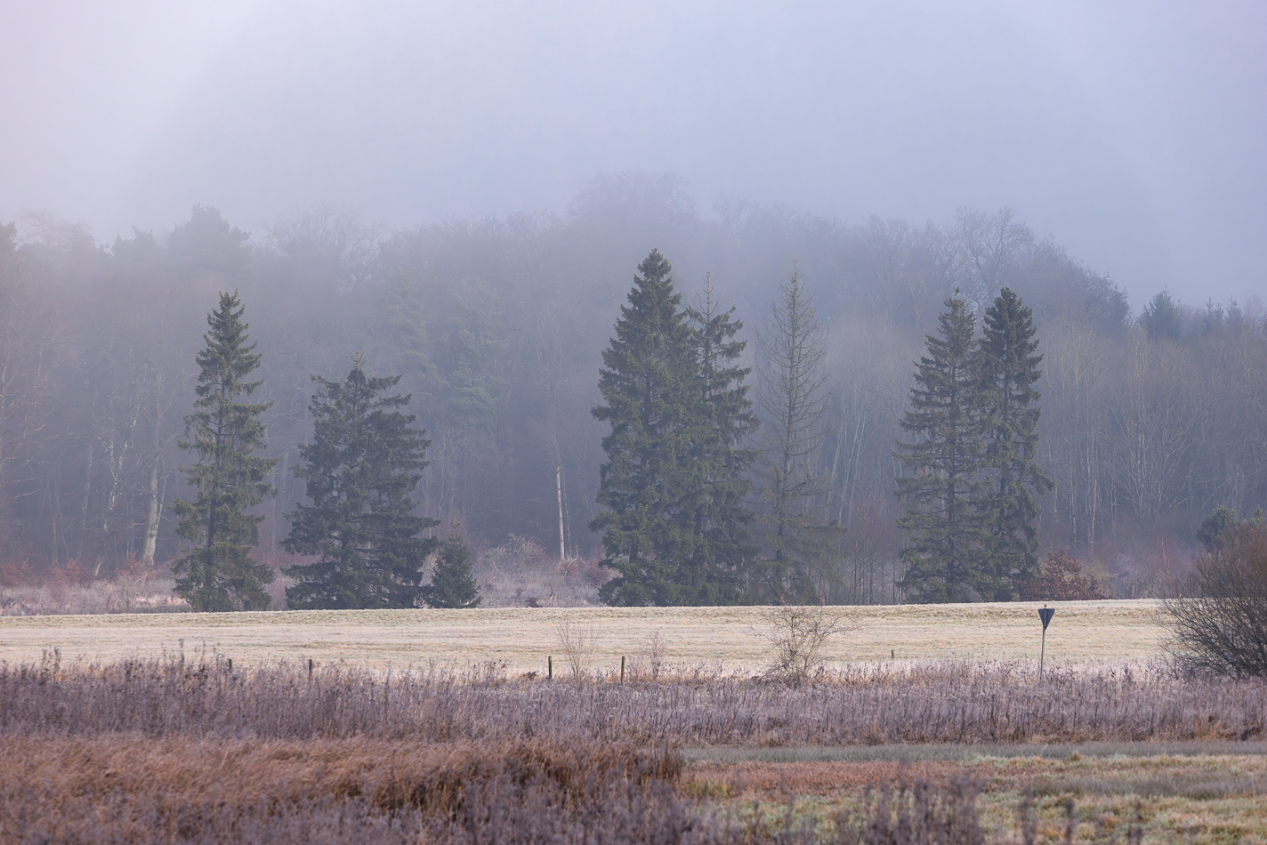 Winternebelmorgen am Jungferweiher