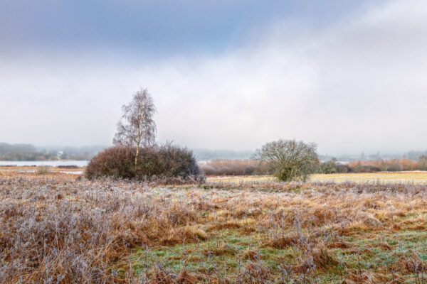 Winternebelmorgen am Jungferweiher