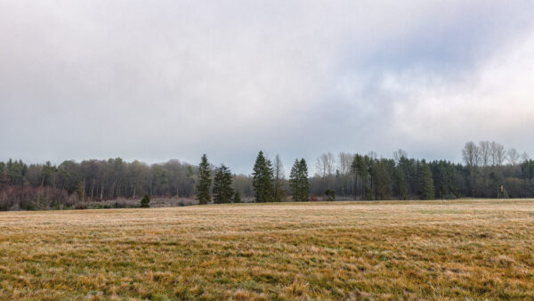 Winternebelmorgen am Jungferweiher