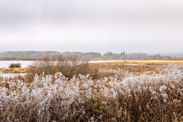 Winternebelmorgen am Jungferweiher