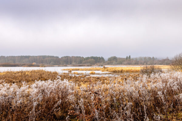 Winternebelmorgen am Jungferweiher